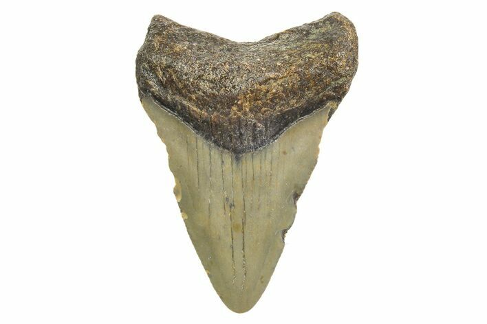 Juvenile Megalodon Tooth - North Carolina #340967